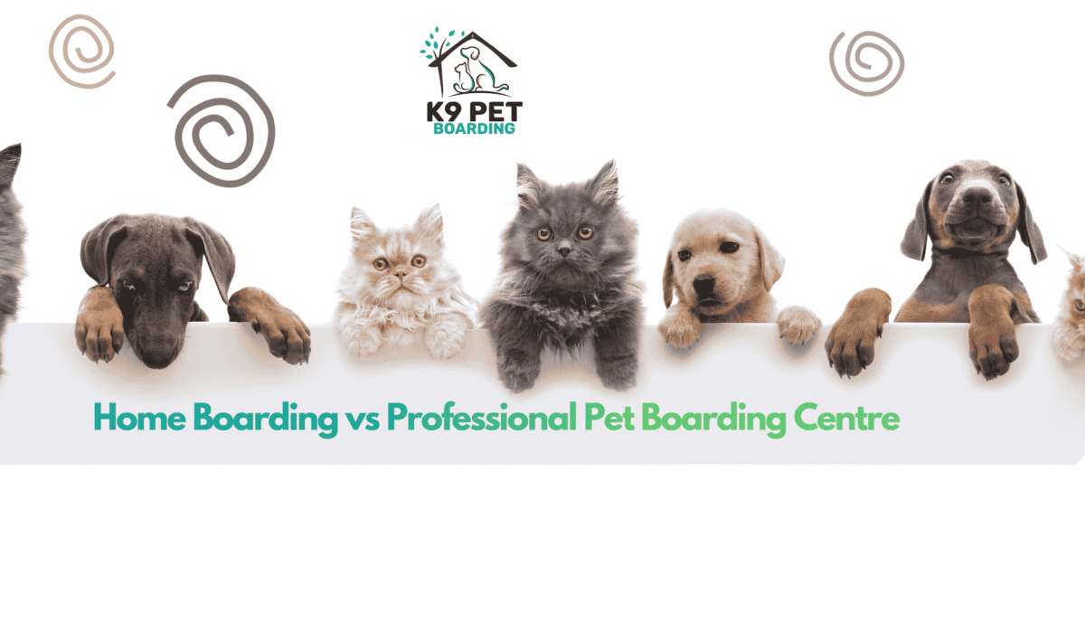 Home Boarding vs Professional Pet Boarding Centre