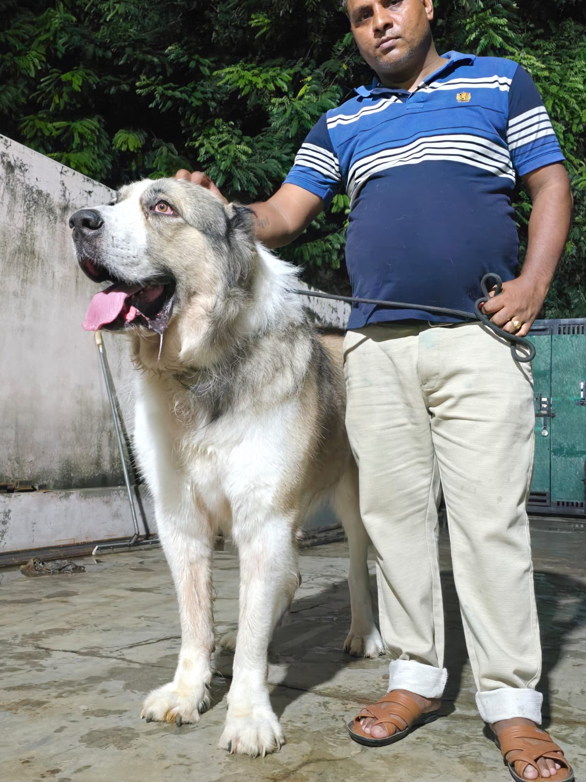 k9 pet boarding Centre