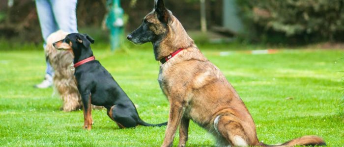 Dog Advanced Training