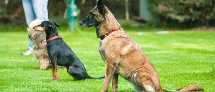 Dog Advanced Training