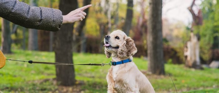 dog basic training