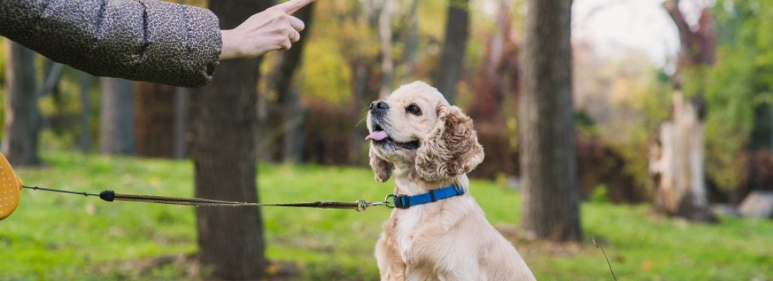 dog basic training