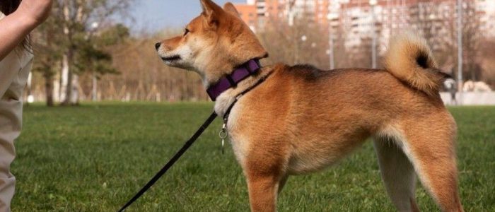 dog behaviour training