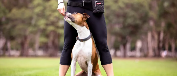 dog obedience training